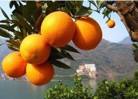 湖北宜昌“秭归脐橙”喜获中国驰名商标