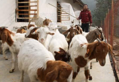 养殖园区建村边，婆姨们成了“羊老板”——晋北小县的“羊产业”