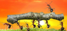 福州公益团队叫了7年的名字 “蚂蚁力量” 被指“傍大款”
