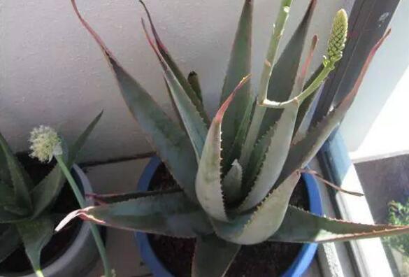 芦荟商标注册属于哪一类?