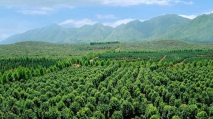 苗木属于商标注册的哪一个分类类别?